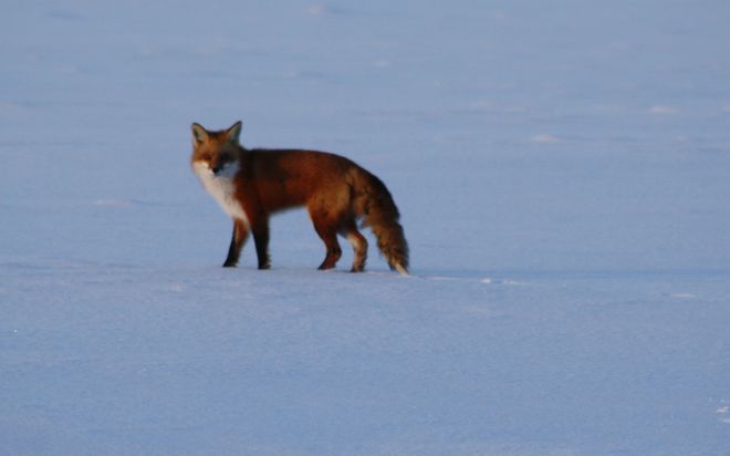 Fox Surviving Winter Well Temiskaming Shores, Ontario Canada