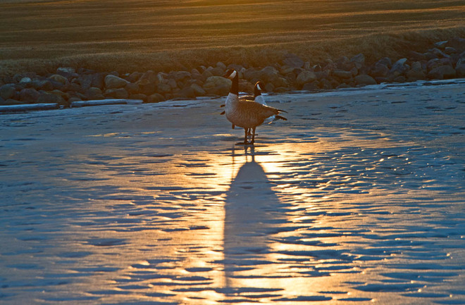 Canada Geese on Ice Lethbridge, Alberta Canada