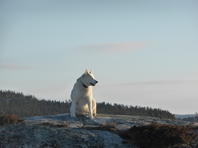 Watching The Sunrise Birchy Bay, Newfoundland and Labrador Canada