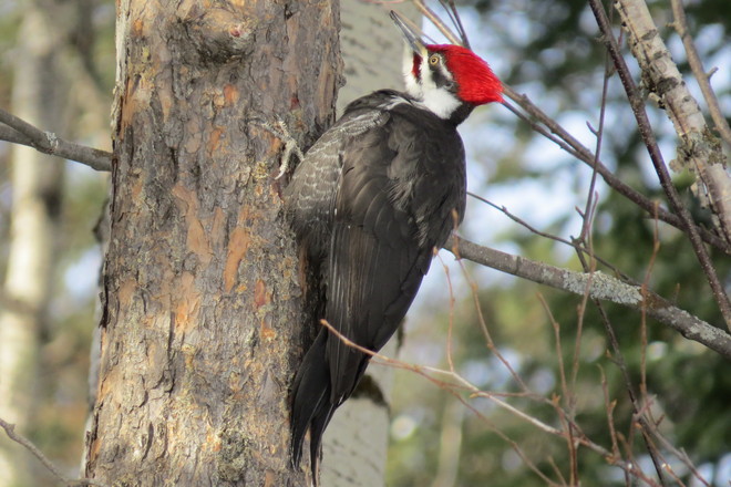 Pileated woodpecker Timmins, Ontario Canada