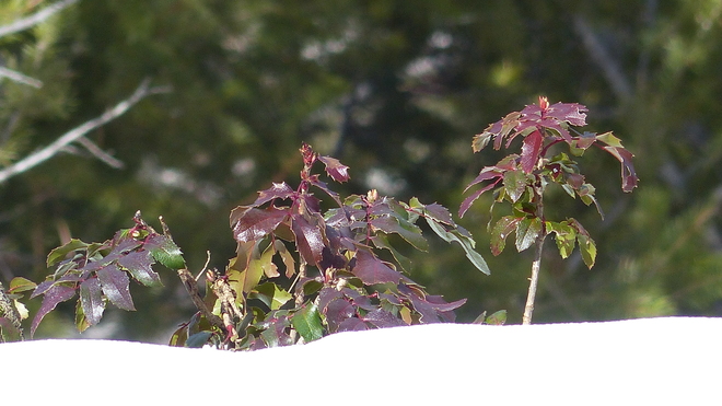 oregon grape Grand Forks, British Columbia Canada