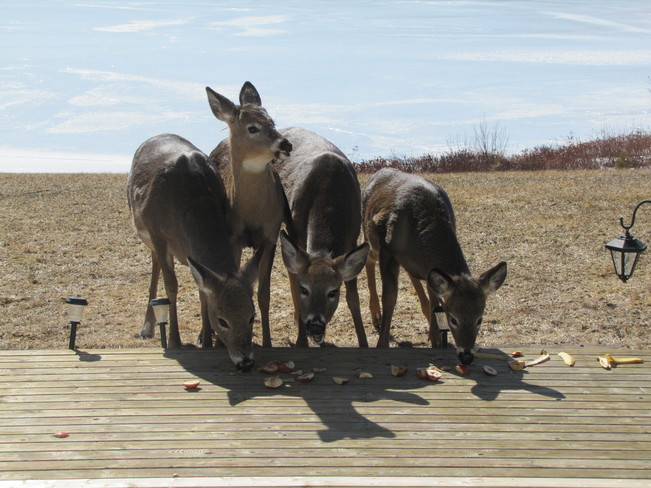 Lots of Deer Eating Apples Sherbrooke, Nova Scotia Canada
