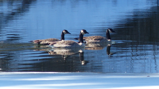 Canada geese on the granby river Grand Forks, British Columbia Canada