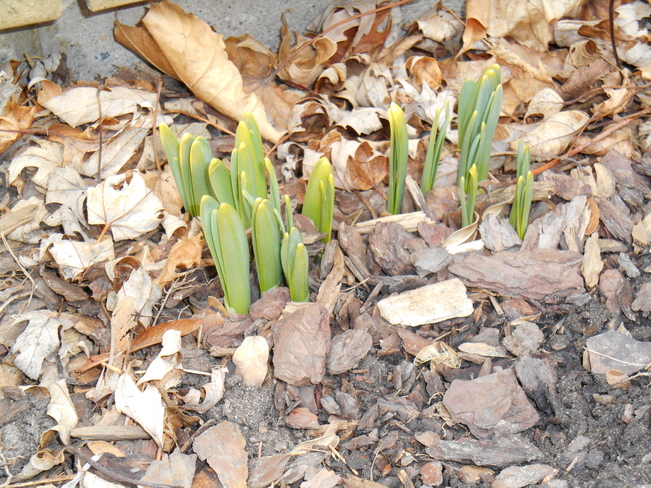 Proof of spring! Tecumseh, Ontario Canada