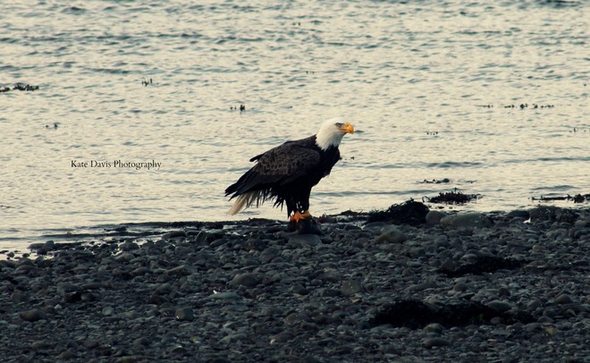 Bald Eagle Spaniard's Bay, Newfoundland and Labrador Canada