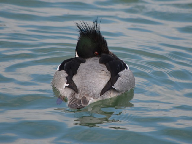 Male Red Breasted Merganser! St. Catharines, Ontario Canada