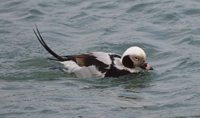 Male Long Tailed Duck! St. Catharines, Ontario Canada