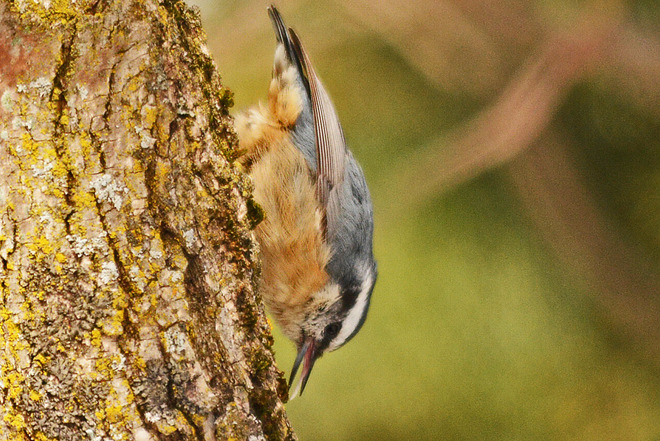 Upside Down Nuthatch. Kitchener, Ontario Canada