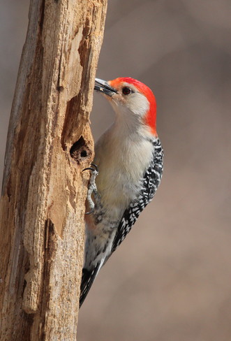 Red-bellied Woodpecker Whitby, Ontario Canada
