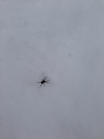 Spider ready for spring. Creighton, Saskatchewan Canada