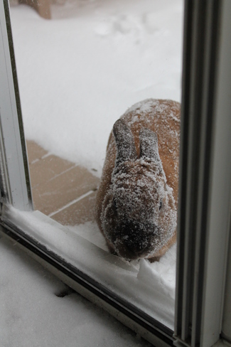 Atlantic Storm brings rabbits in for protection Bedford, Nova Scotia Canada