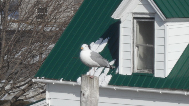 Seagull pearching on a telephone pole Port Hawkesbury, Nova Scotia Canada