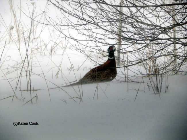 Pheasant in the snow Kingston, Nova Scotia Canada