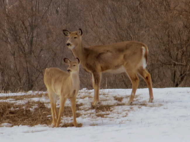 Doe and Fawn Hastings, Ontario Canada