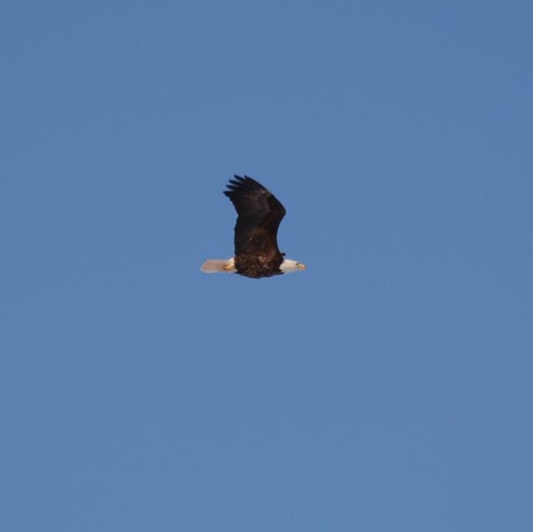 Eagle soaring Vernon Bridge, Prince Edward Island Canada