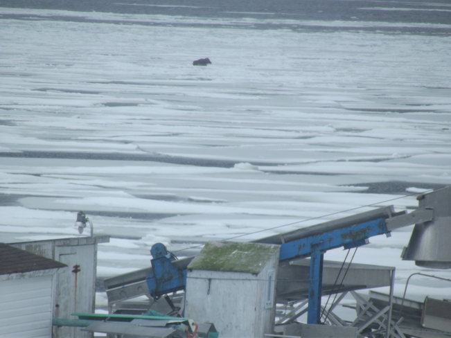 Moose On Ice Pan. Dover, Newfoundland and Labrador Canada