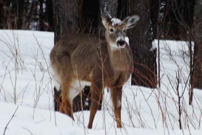 Deer Pembroke, Ontario Canada