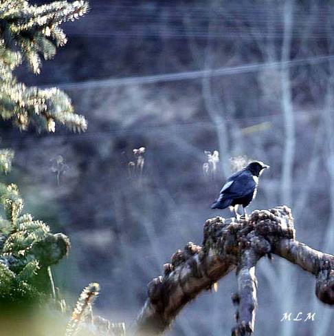 Crows Breath Castlegar, British Columbia Canada