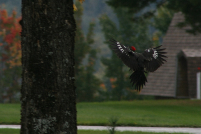 Pileated Woodpecker Renous, New Brunswick Canada
