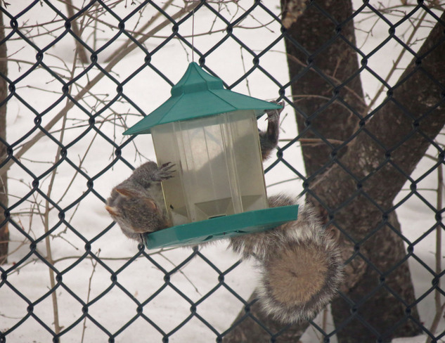 squirrel tricks Kanata, Ontario Canada