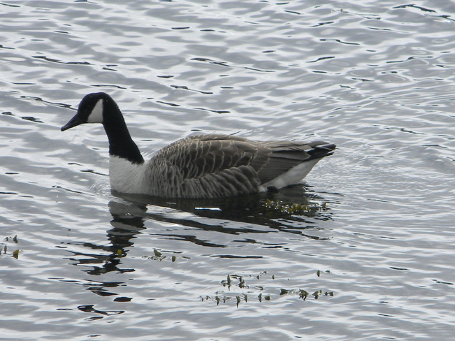 Canada Goose Burin, Newfoundland and Labrador Canada