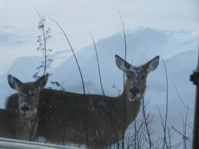 Deer want food Stanley, New Brunswick Canada