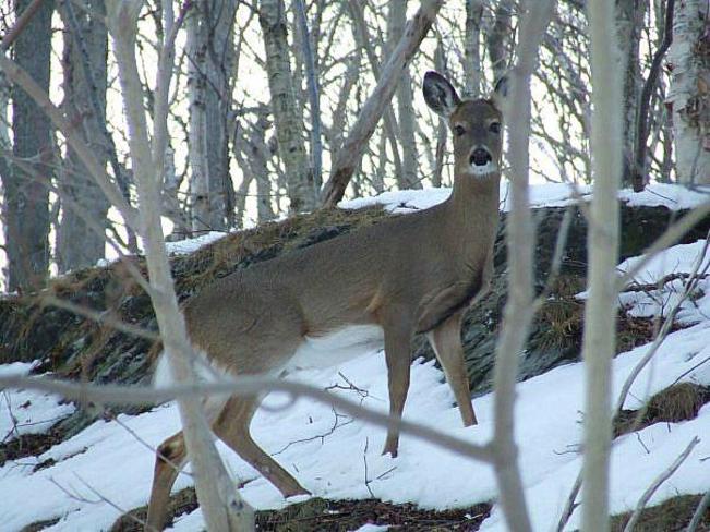 Deer at Rockwood Park Saint John, New Brunswick Canada