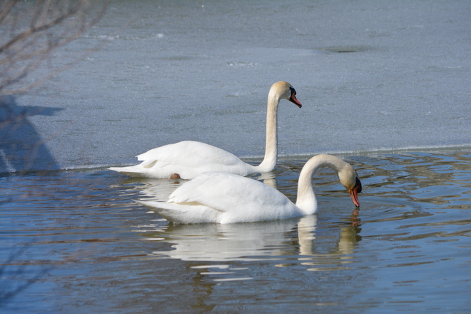 Two Mute Swans! St. Catharines, Ontario Canada