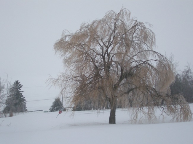 Is it spring yet said the Willow ! Sydney, Nova Scotia Canada