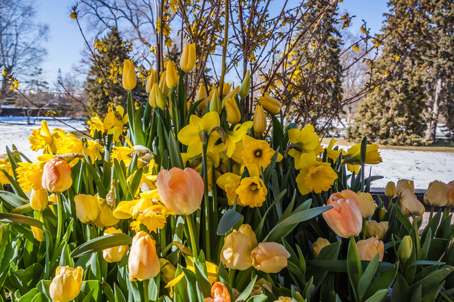 Spring Flowers Niagara Falls, Ontario Canada