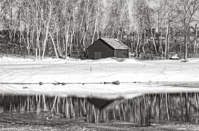 Mirrored Birch Rennie, Manitoba Canada