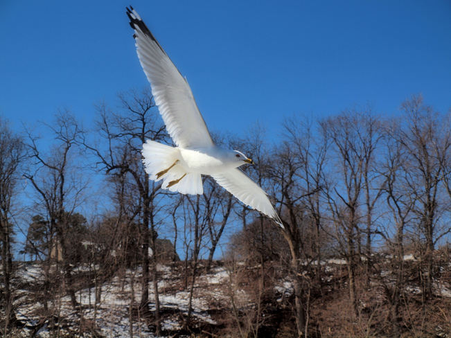I want to fly like a seagull , 'til I'm free :) Niagara Falls, Ontario Canada