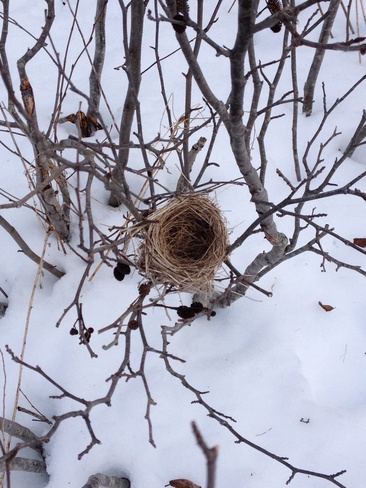 bird nest Glace Bay, Nova Scotia Canada