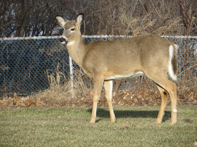 Deer London, Ontario Canada