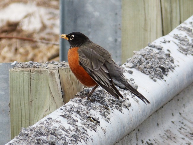 My first Robin! Orleans, Ontario Canada
