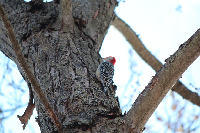Red-bellied Woodpecker Toronto, Ontario Canada