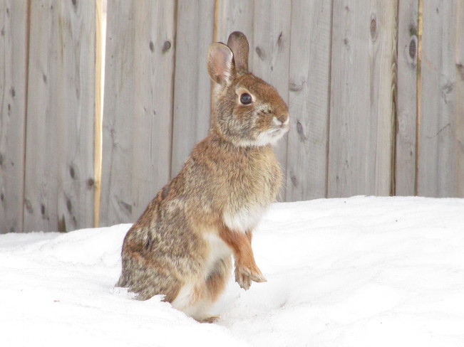 Cottontail Rabbit Port McNicoll, Ontario Canada