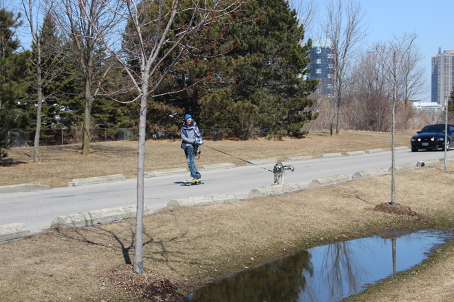 Walking the dog. Toronto, Ontario Canada
