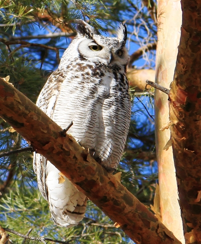light colored owl Brooks, Alberta Canada