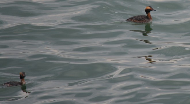 Horned Grebe Couple! St. Catharines, Ontario Canada