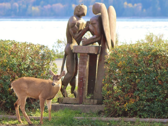 Deer Admires Work Of Art Campbell River, British Columbia Canada