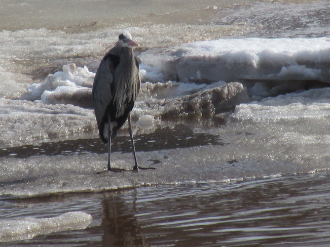 Heron patiently watches the water 
