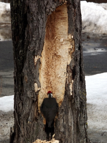 picky woodpecker Woodstock, New Brunswick Canada