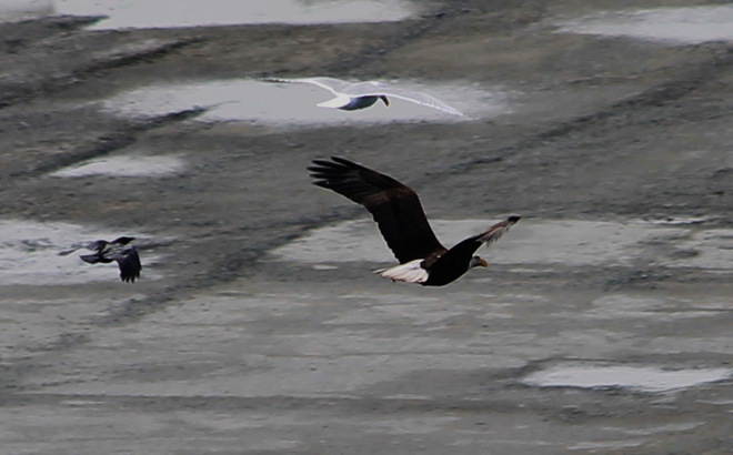 Eagle, Gull, & Crow flying together!! Vancouver, British Columbia Canada