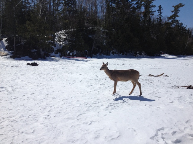 deer on Hunt lake Richer, Manitoba Canada