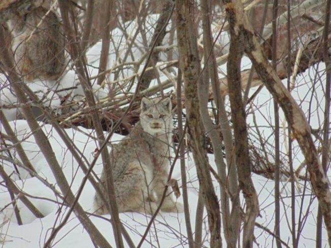 Lynx in my back yard Englehart, Ontario Canada