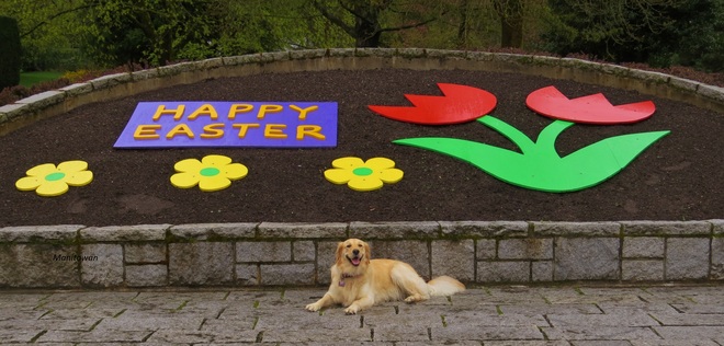 Happy Easter From Shasta At Queens Park New Westminster, British Columbia Canada