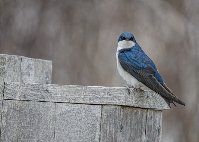 Swallow Toronto, Ontario Canada