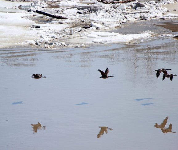 Canada Geese & Ice Flows Winnipeg, Manitoba Canada