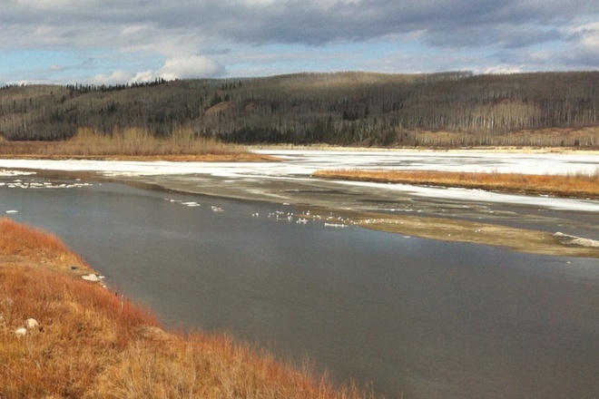 Sea Gulls are back Fort McMurray, Alberta Canada